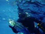 Spearfishing_Albacore_tuna1.jpg