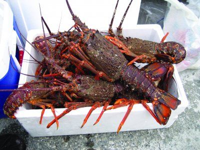 catching_crayfish.jpg