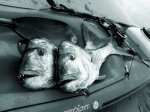 spearfishing_snapper_1.jpg