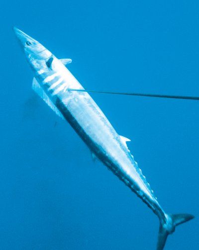 nzspearo_mag_destination_niue1.jpg