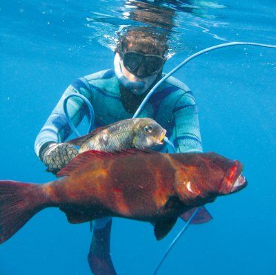 spearfishing_coral_trout.jpg