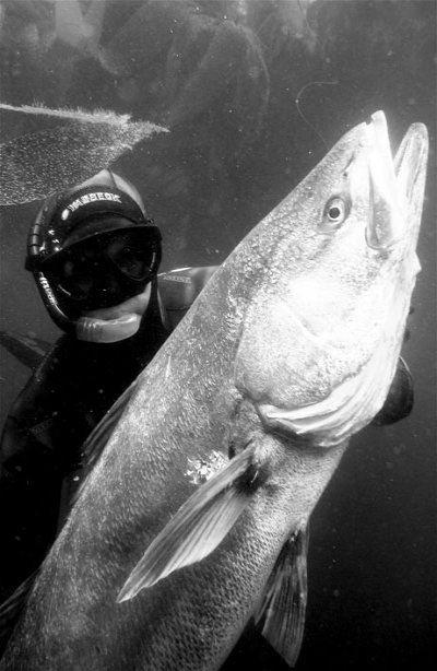 White_Sea_Bass_Spearfishing.jpg