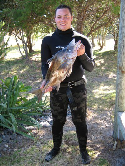 Giant_Boarfish.JPG
