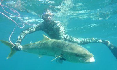 spearfishing_Newzealnd_Kingfish.JPG