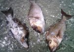 Boarfish.jpg