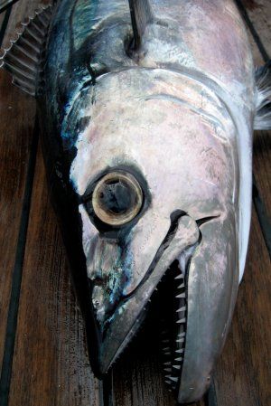 Doogtooth_Tuna.JPG