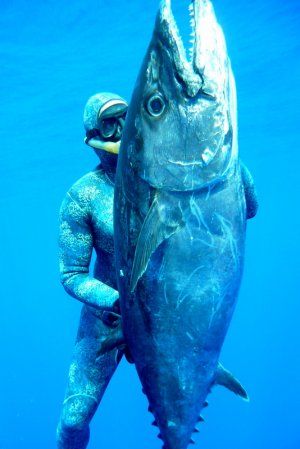 Giant_Dogtooth_tuna1.JPG