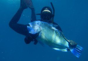 Spearfishing_Tuskfish1.JPG
