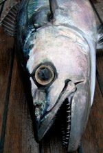 dogtooth_tuna.JPG