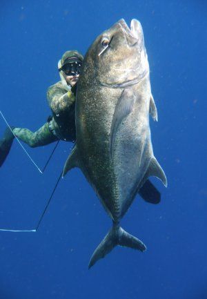 giant_trevelly_spearfishing.JPG