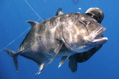 spearfishing_giant_trevally_1.JPG