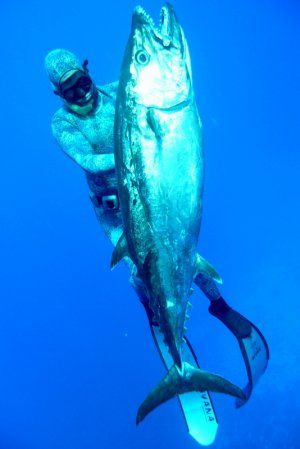 spearfishing_large_dogtooth.JPG