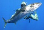 spearfishing_large_kingfish_1.JPG