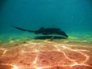 Stingray_1.JPG