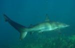 NZ_SHARKS.JPG