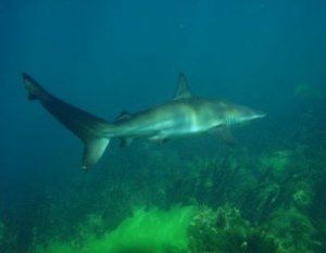 Sharks_nz_1.JPG