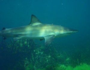 sharks.JPG