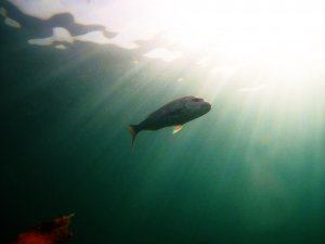Snapper_above.JPG