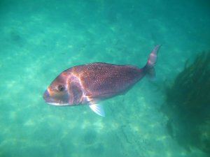 Snapper_below.JPG