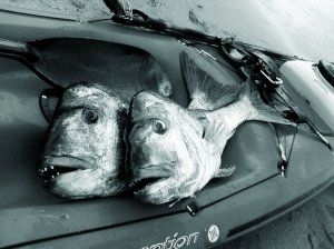 Spearfishing_Snapper2.jpg