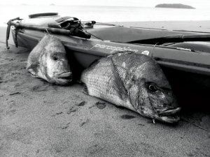 Spearfishing_snapper.jpg