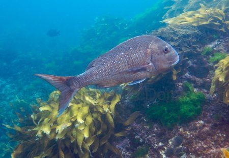snapper_2.jpg