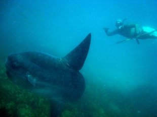 Sunfish_1.jpg