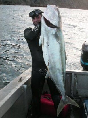 Kingfish_1.jpg