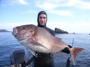Spearfiahing_large_snapper_in_New_Zealand.jpg