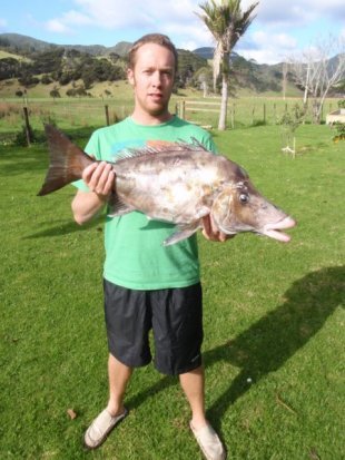 giant_boarfish.JPG