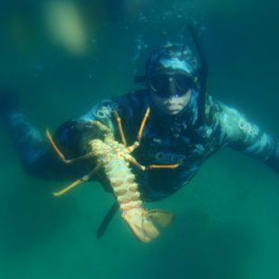 freediving_for_crayfish.JPG