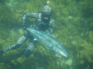 kingfish_nz.JPG