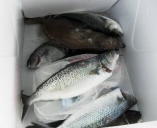 spearfishing_great_fish.jpg