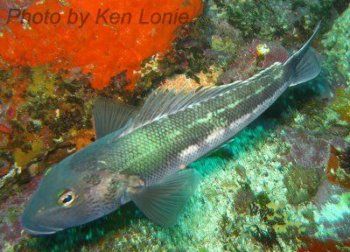 Species_ID_Blue_Cod_2.jpg