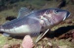 Species_ID_Blue_cod1_1.jpg