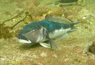 blue_cod.JPG