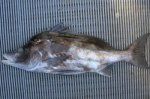 Giant_Boarfish_2.JPG