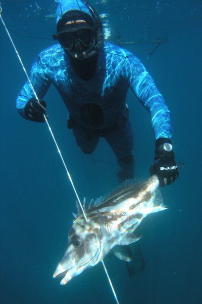 spearfishing_boarfish.JPG