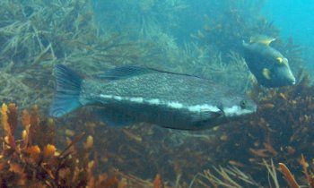 butterfish.jpg