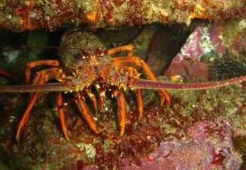 Red Rock Lobster
