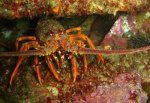 crayfish1_1.JPG
