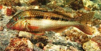 Goatfish_1.JPG