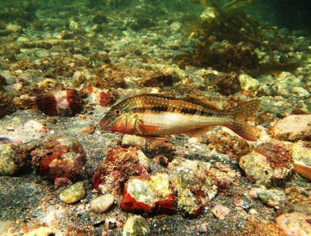 Goatfish_2.JPG