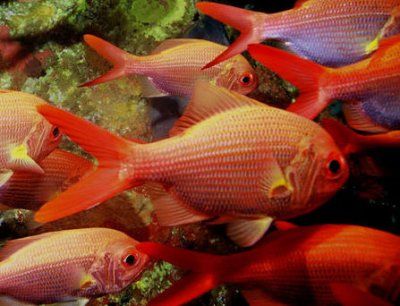 goldensnapper_1.jpg