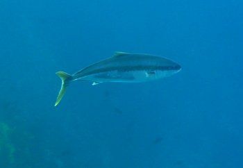 Juvenile Yellowtail Kingfish