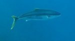 kingfish_1.JPG