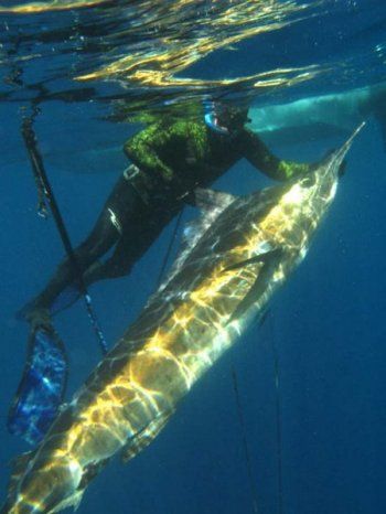 Spearfishing_striped_marlin_in_new_zealand.jpg