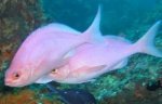 pink_maomoa_1.jpg
