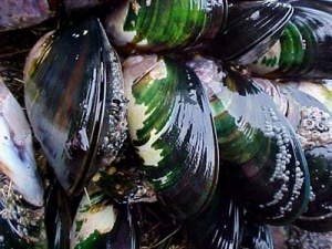 Newzealand_mussel01.jpg