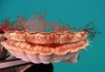 freediving_for_nz_scallops1_1_1.JPG